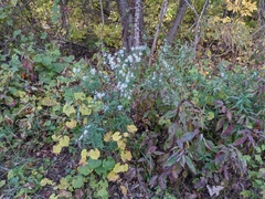 Symphyotrichum lanceolatum lanceolatum