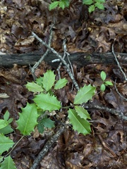 Ilex opaca