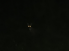 Lycalopex gymnocercus