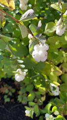 Symphoricarpos albus