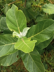 Calotropis gigantea