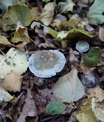 Stropharia aeruginosa