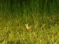 Lycalopex gymnocercus