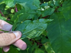 Pokeweed mosaic virus