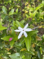 Jasminum multipartitum