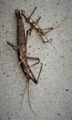 Anisomorpha ferruginea