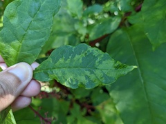 Pokeweed mosaic virus