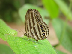 Ragadia makuta siponta