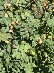 Caragana arborescens