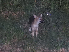 Lycalopex gymnocercus