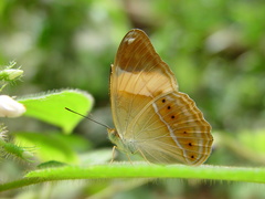Cirrochroa orissa
