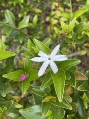 Jasminum multipartitum