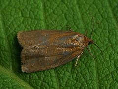 Aphelia viburnana