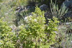 Pelargonium ribifolium