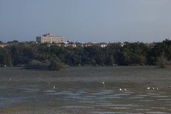 Phoenicopterus roseus