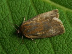 Aphelia viburnana