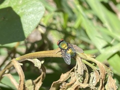 Lucilia sericata