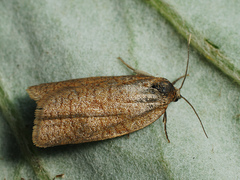 Aphelia viburnana