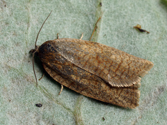 Aphelia viburnana