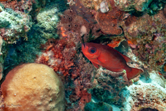 Heteropriacanthus cruentatus