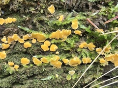 Dacrymyces corticioides