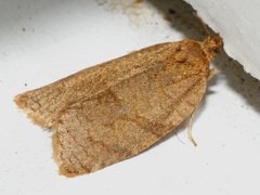 Aphelia viburnana