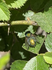 Lucilia sericata
