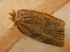 Aphelia viburnana