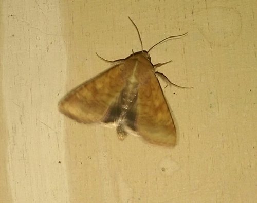 Cotton Bollworm Moth