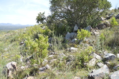 Pelargonium ribifolium