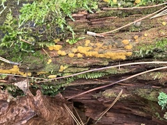 Dacrymyces corticioides