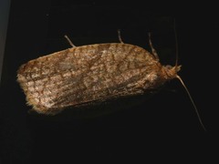 Aphelia viburnana