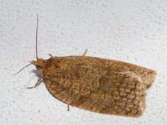 Aphelia viburnana