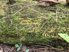 Dacrymyces corticioides