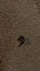 Ommatoiulus moreleti