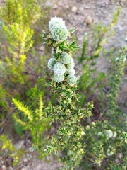 Cliffortia ruscifolia