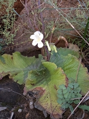 Streptocarpus vandeleurii