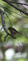 Setophaga coronata