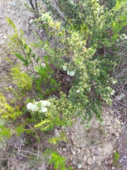 Cliffortia ruscifolia