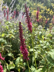 Persicaria orientalis