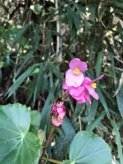 Begonia bracteosa
