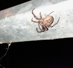 Larinioides ixobolus