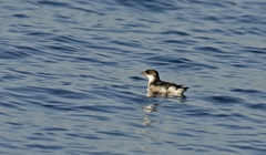 Pelecanoides garnotii