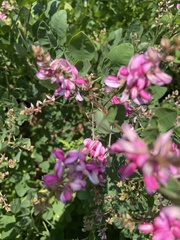 Lespedeza bicolor