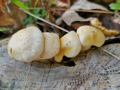 Hygrophorus chrysodon