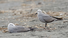 Leucophaeus modestus