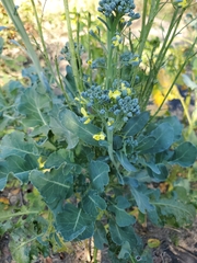 Brassica oleracea