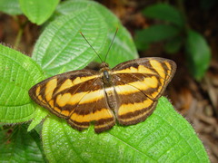 Athyma nefte subrata