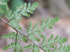 Cheilanthes tenuifolia