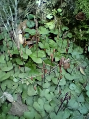 Acianthus sinclairii